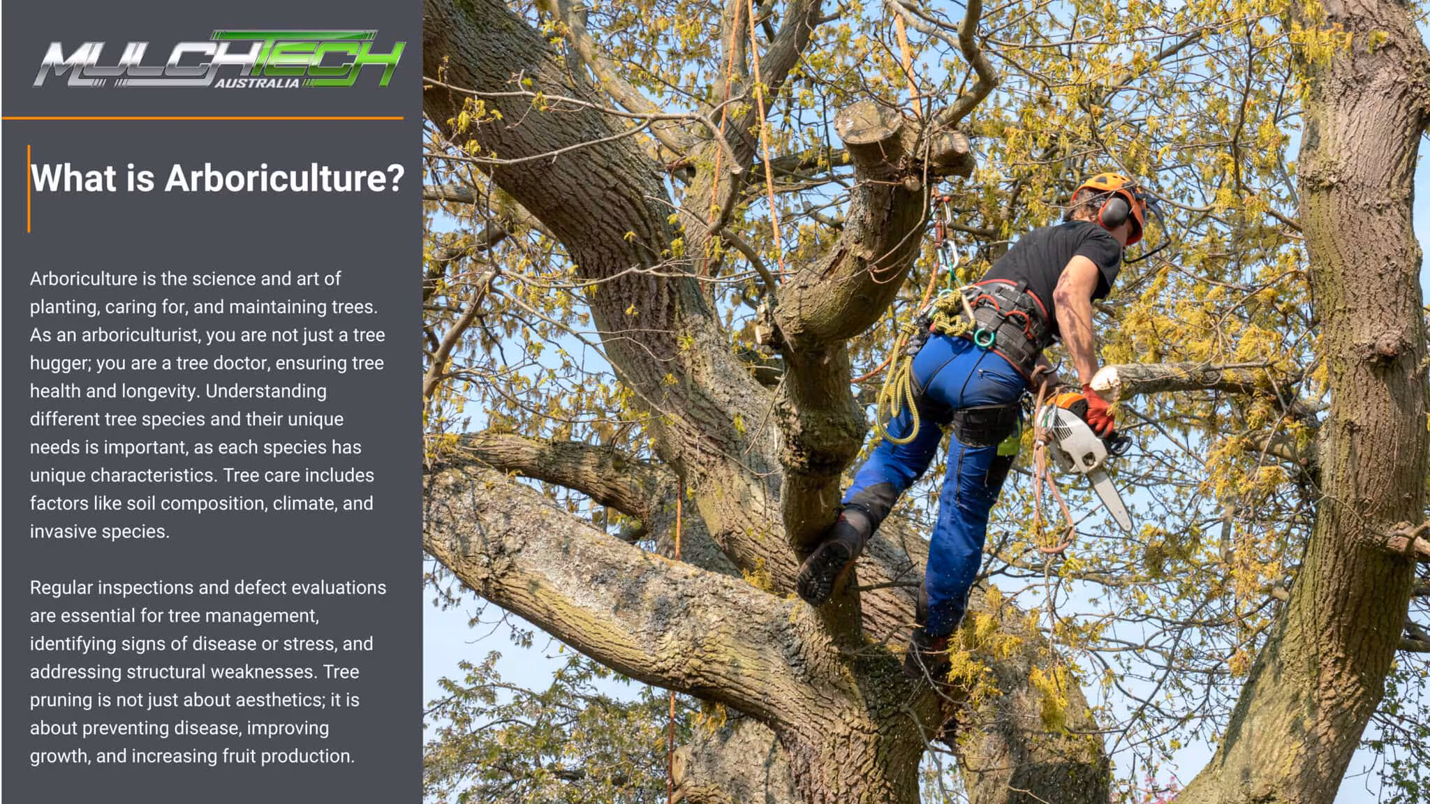Arboriculture and Tree Care Professional
