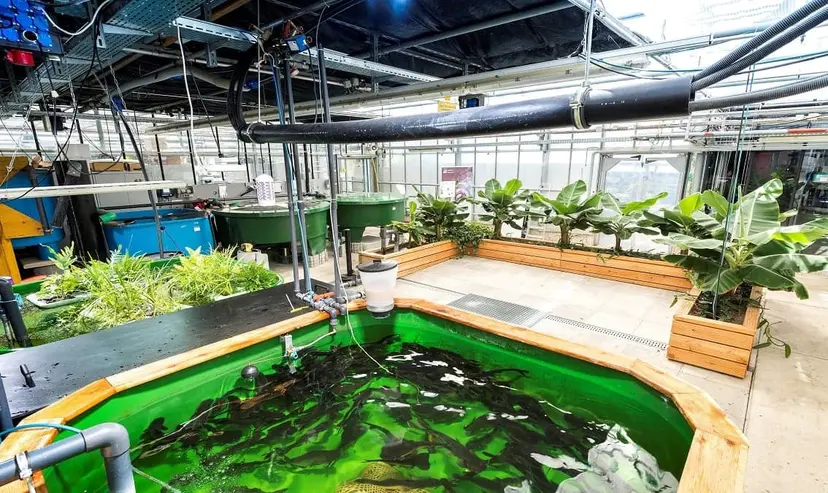 Greenhouse Management and Hydroponics