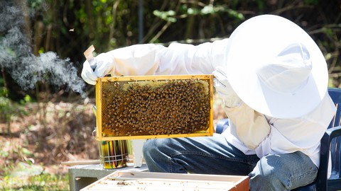 Beekeeping Masterclass: From Hive to Harvest